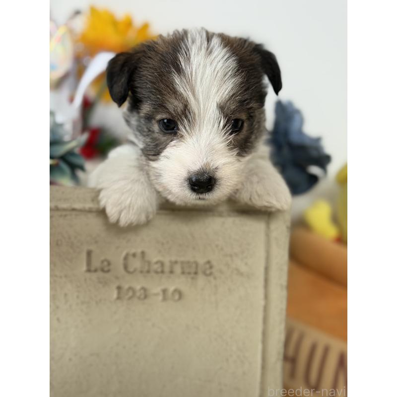 販売中の宮崎県のジャックラッセルテリア-443383の7枚目