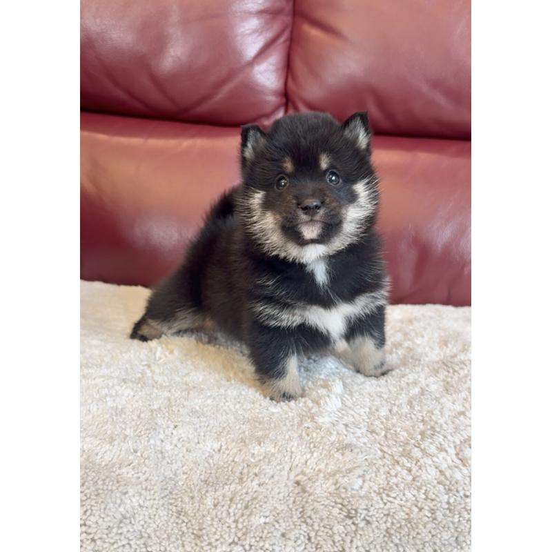 販売中の福岡県の豆柴-443380の4枚目