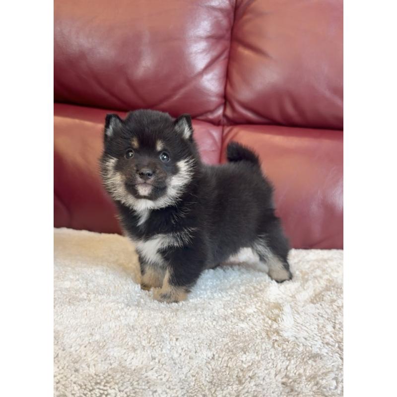 販売中の福岡県の豆柴-443380の5枚目