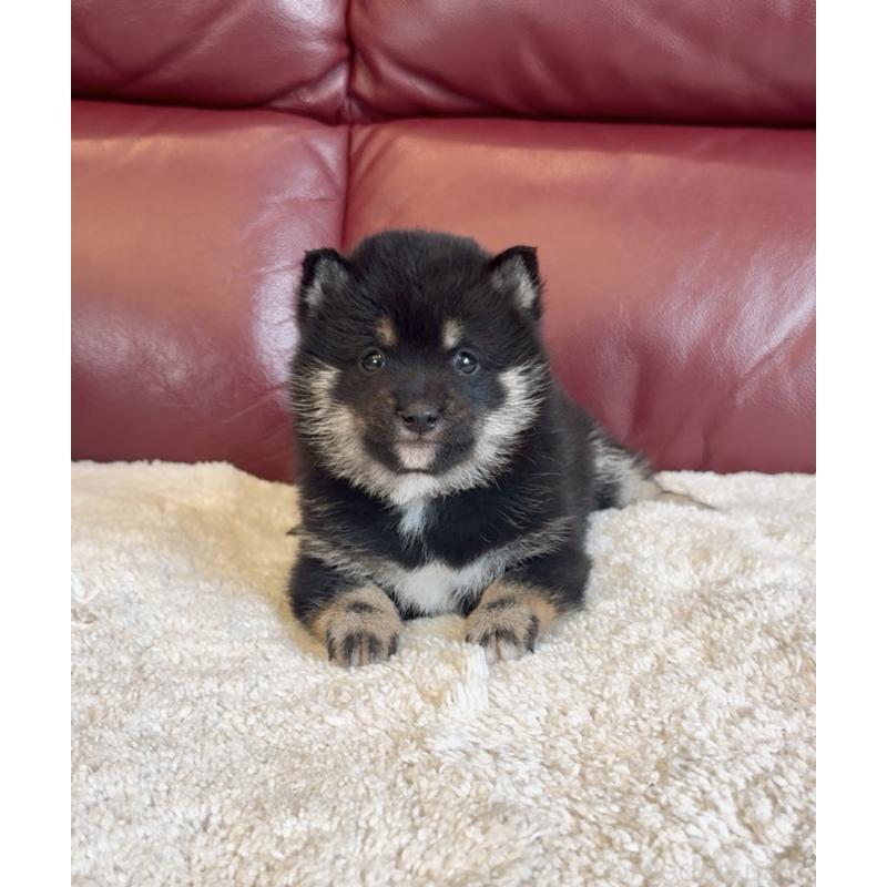 販売中の福岡県の豆柴-443380の3枚目