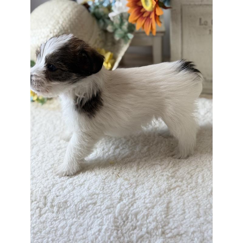 販売中の宮崎県のジャックラッセルテリア-443383の6枚目