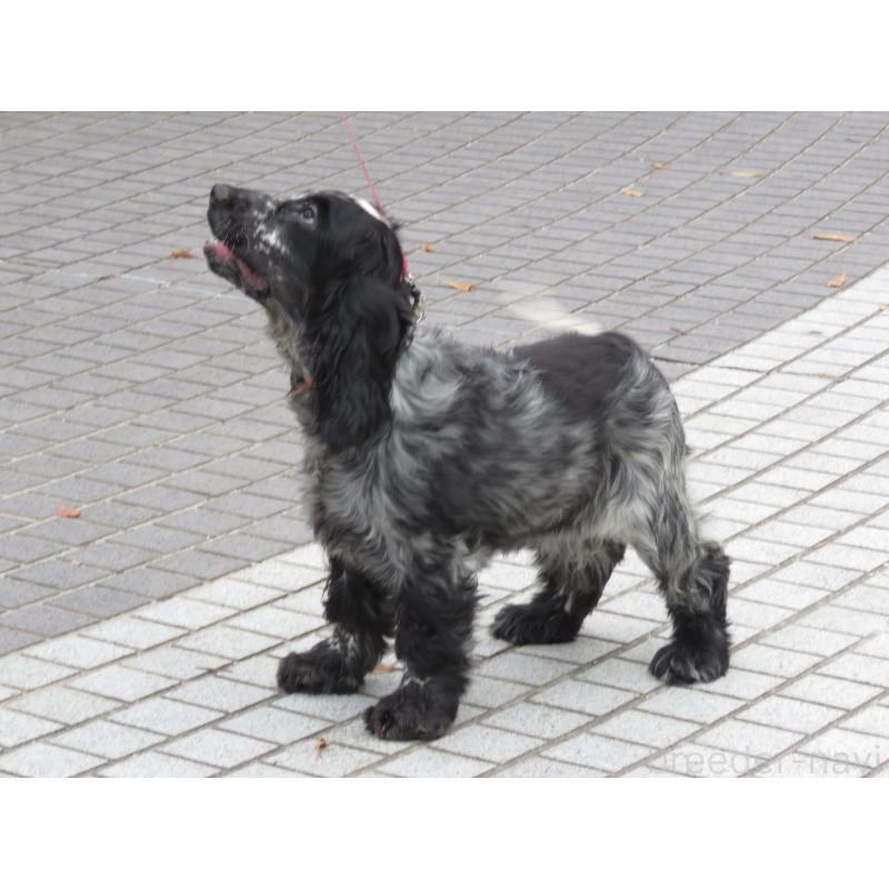 販売中の山口県のイングリッシュコッカースパニエル-443382の15枚目