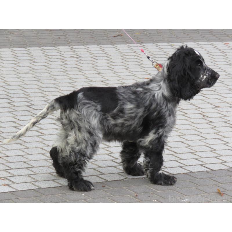 販売中の山口県のイングリッシュコッカースパニエル-443382の14枚目