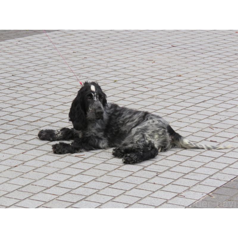 販売中の山口県のイングリッシュコッカースパニエル-443382の13枚目
