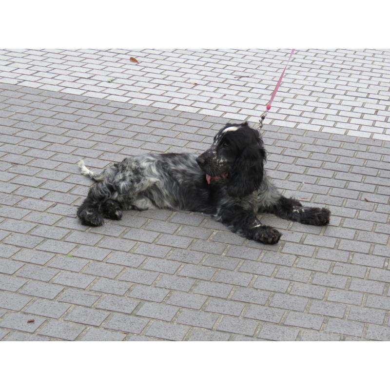 販売中の山口県のイングリッシュコッカースパニエル-443382の12枚目
