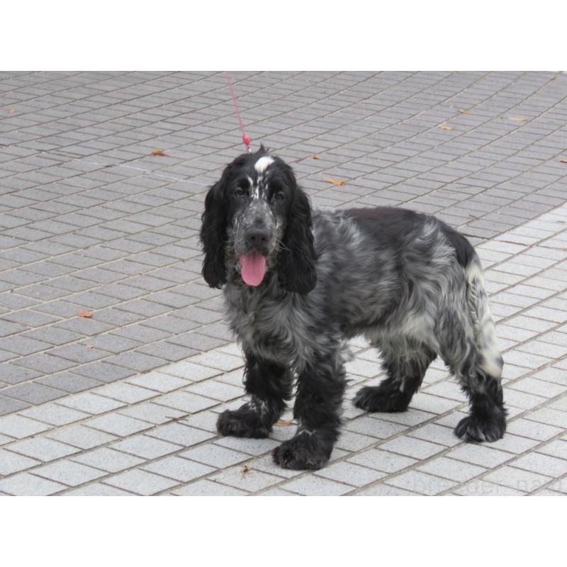 販売中の山口県のイングリッシュコッカースパニエル-443382の9枚目