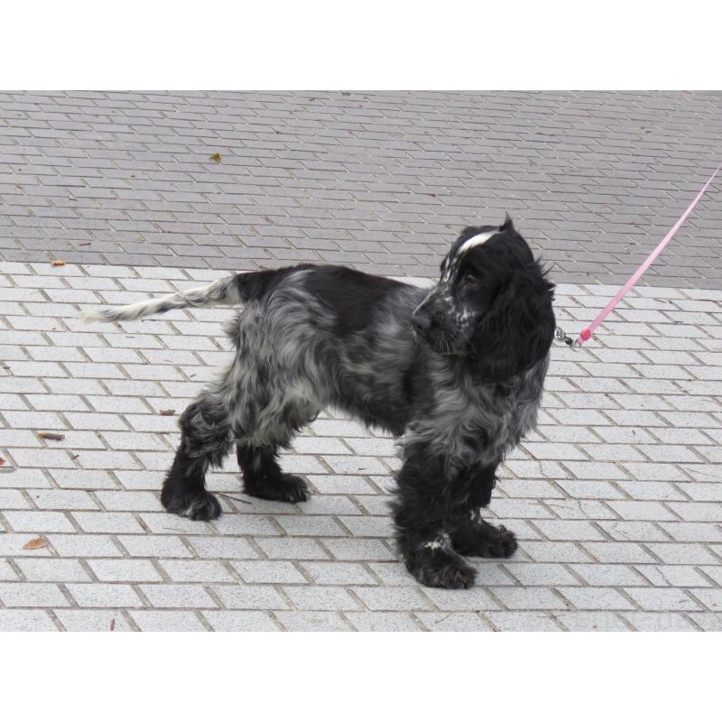 販売中の山口県のイングリッシュコッカースパニエル-443382の8枚目