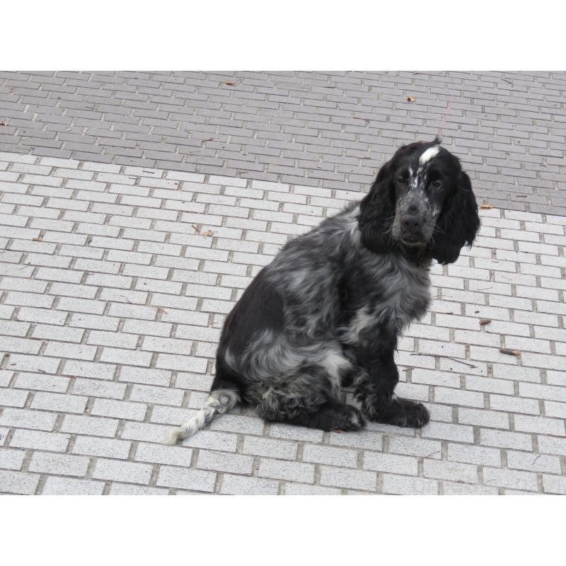 販売中の山口県のイングリッシュコッカースパニエル-443382の6枚目