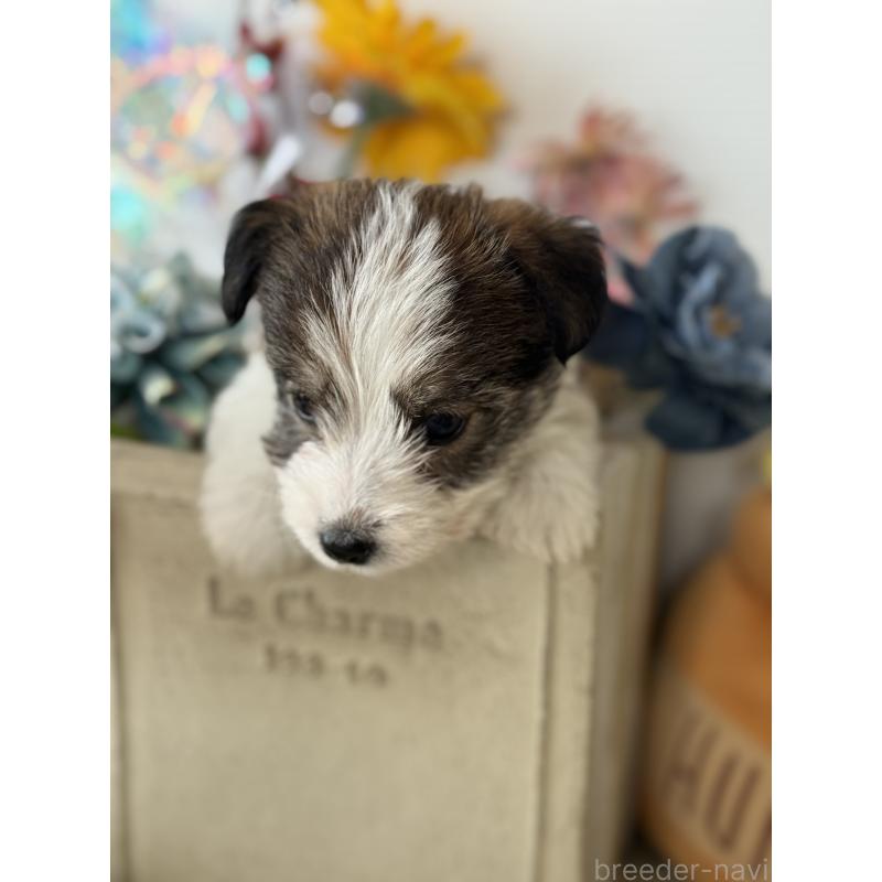 販売中の宮崎県のジャックラッセルテリア-443383の2枚目