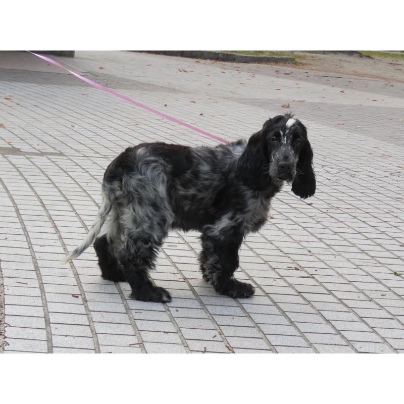 販売中の山口県のイングリッシュコッカースパニエル-443382の4枚目