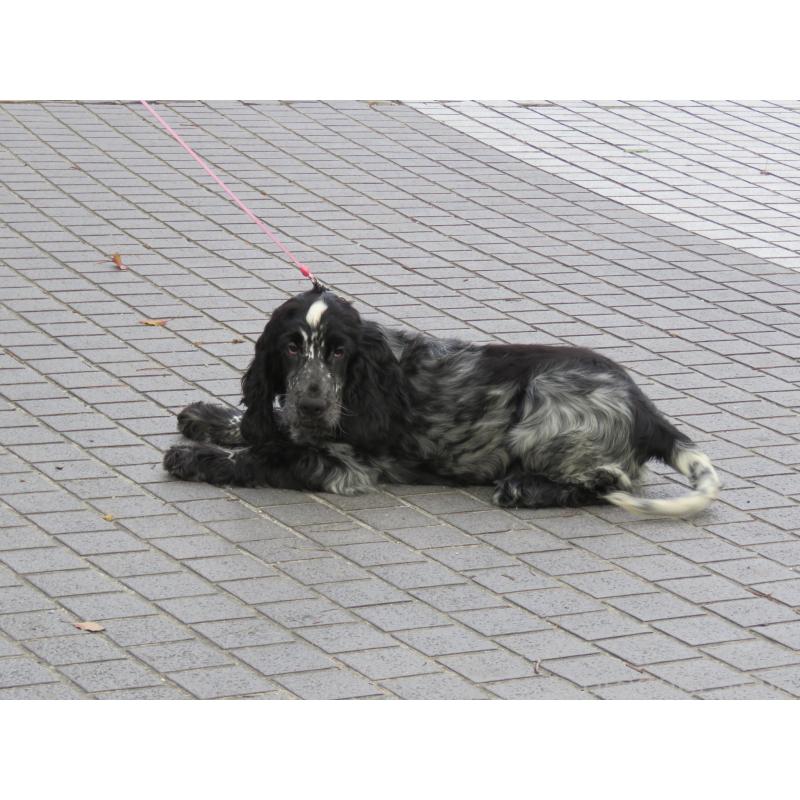販売中の山口県のイングリッシュコッカースパニエル-443382の3枚目