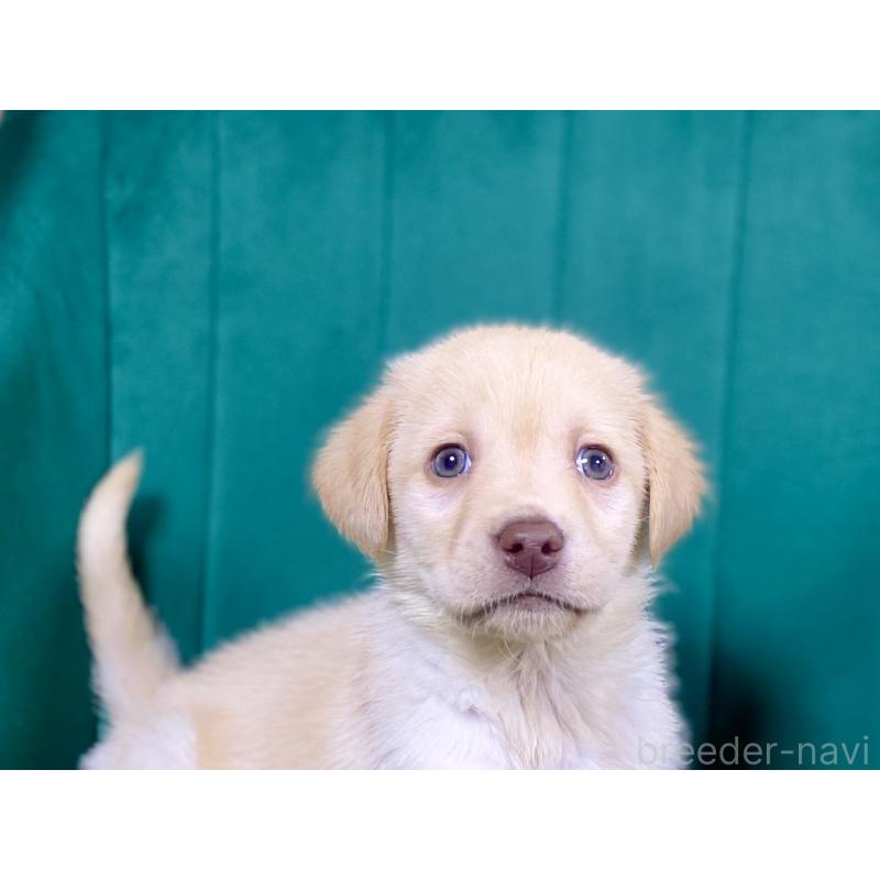 販売中の茨城県のラブラドールレトリーバー-443279の3枚目