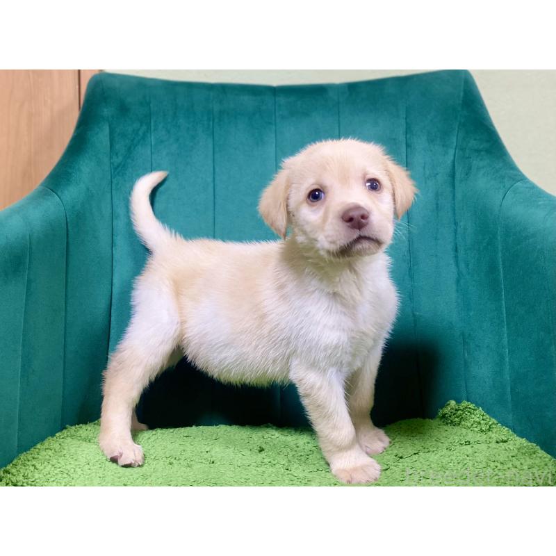 販売中の茨城県のラブラドールレトリーバー-443279の2枚目