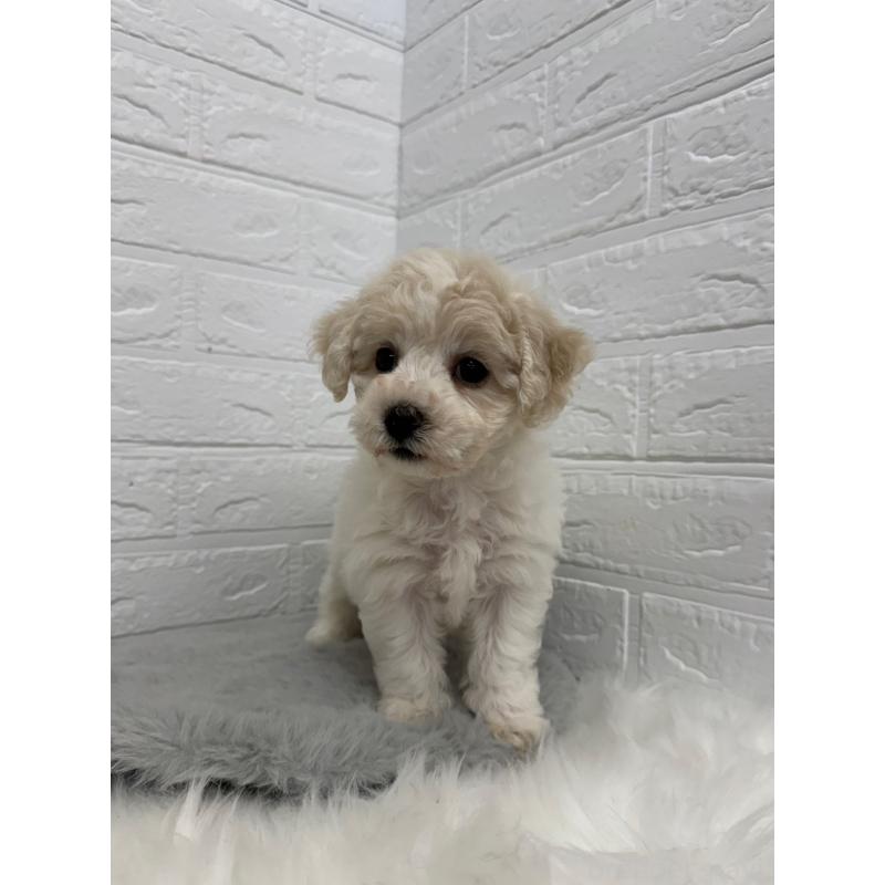 商談中の岡山県のビションフリーゼ-441038の18枚目