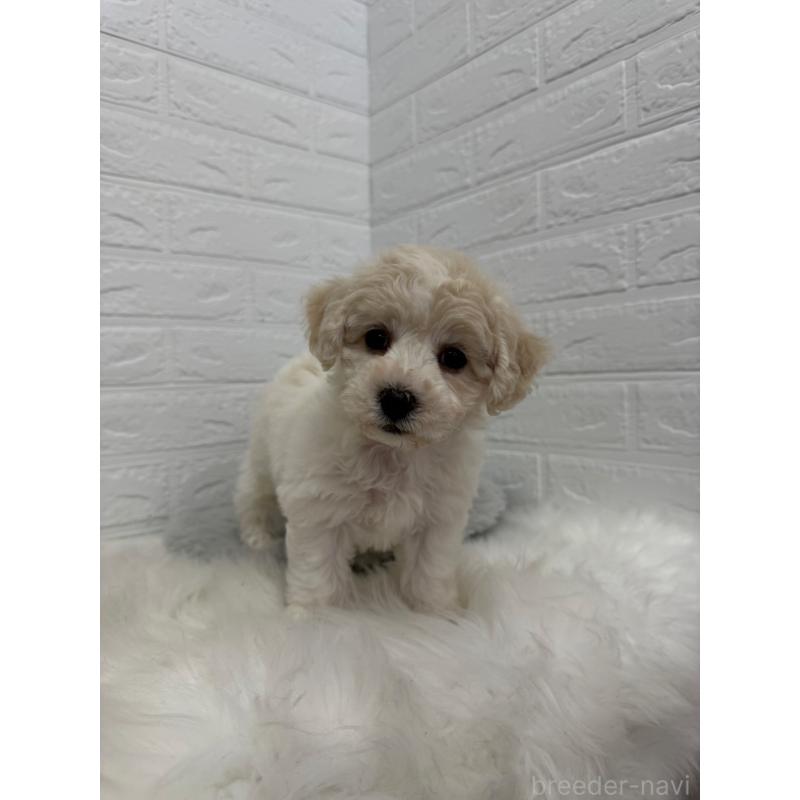 商談中の岡山県のビションフリーゼ-441038の17枚目