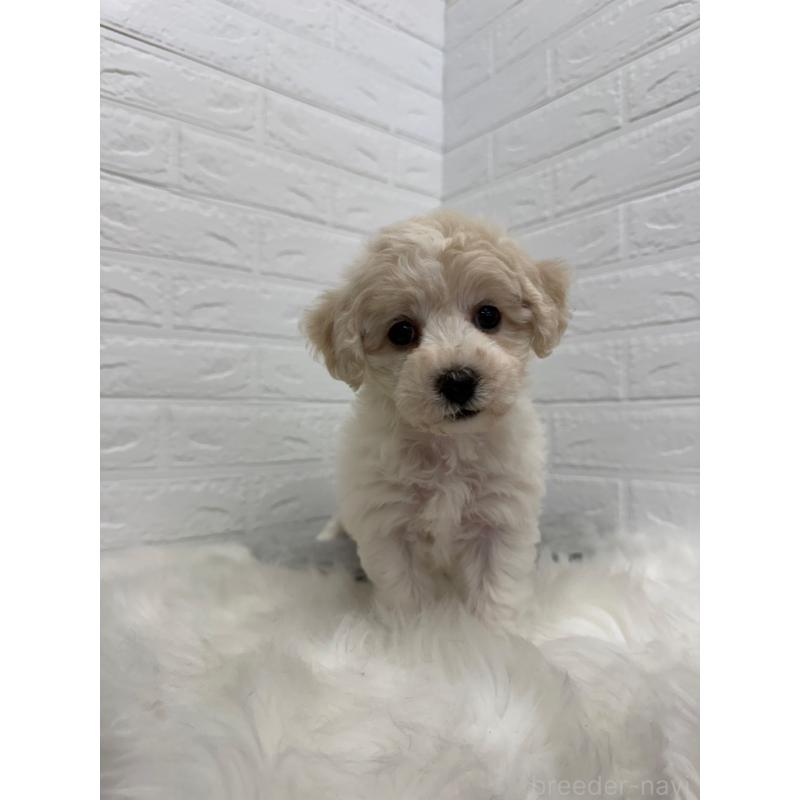 商談中の岡山県のビションフリーゼ-441038の16枚目