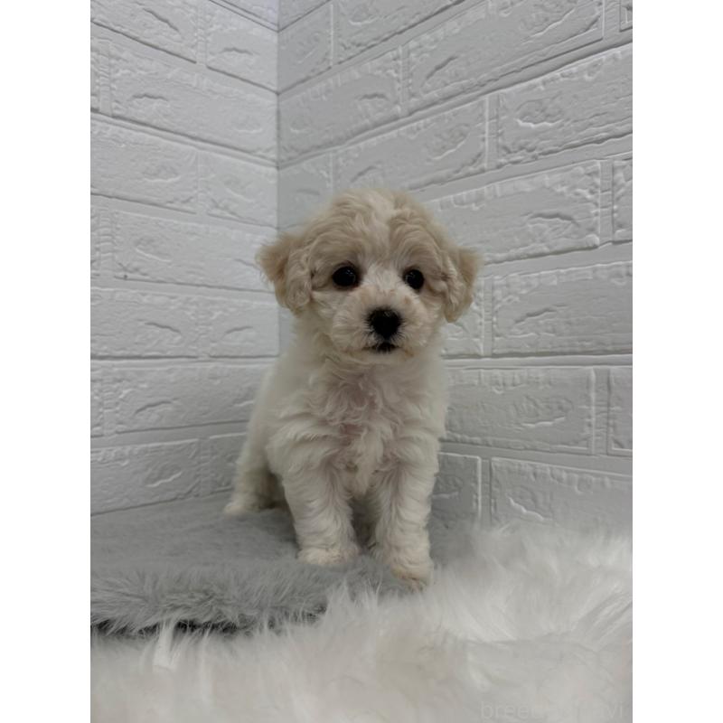 商談中の岡山県のビションフリーゼ-441038の15枚目