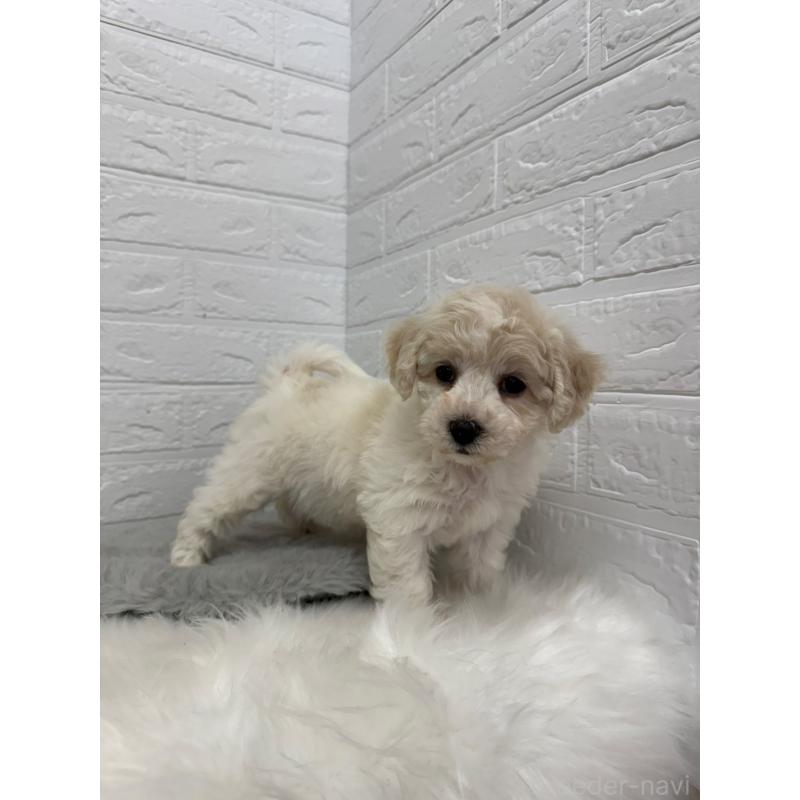 商談中の岡山県のビションフリーゼ-441038の14枚目