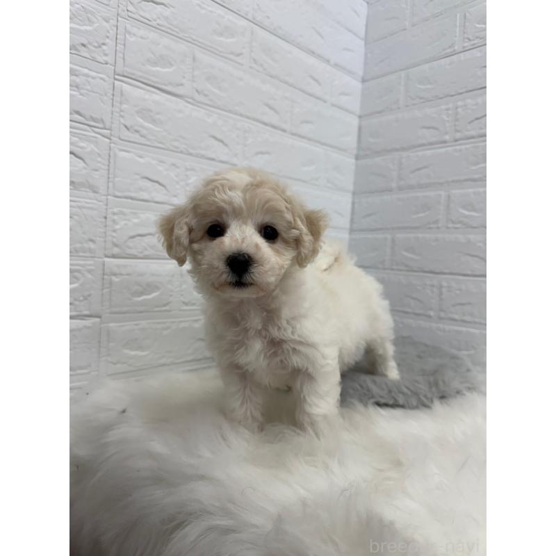 商談中の岡山県のビションフリーゼ-441038の13枚目