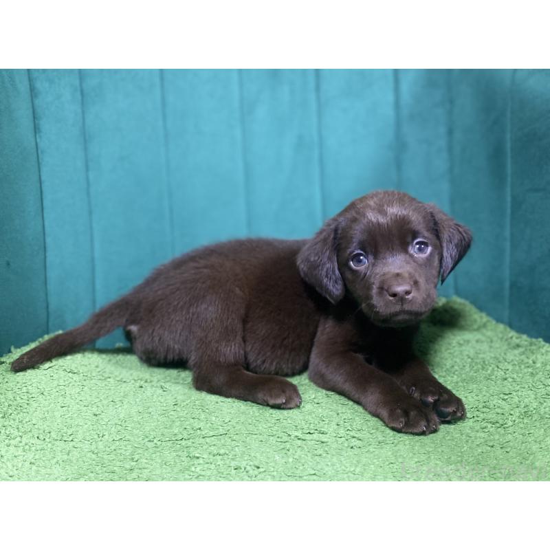 販売中の茨城県のラブラドールレトリーバー-443278の2枚目