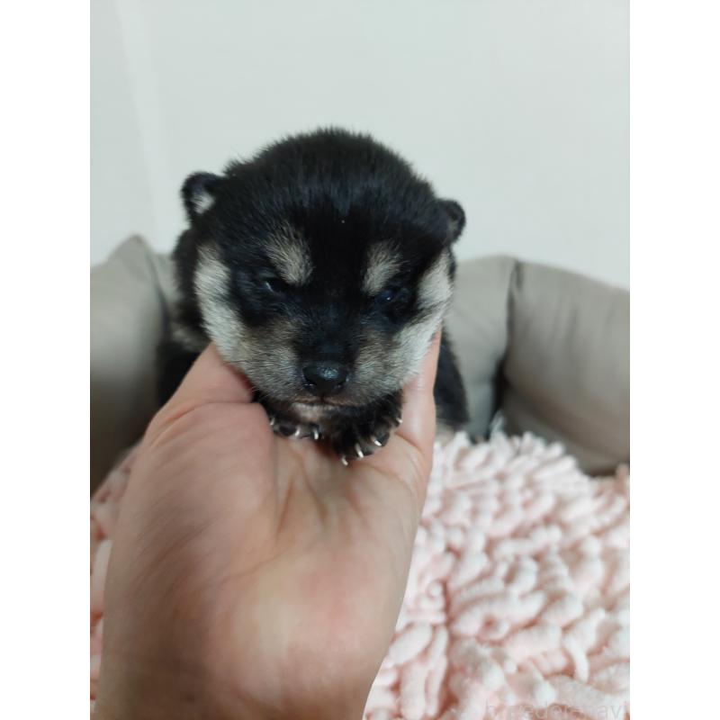 販売中の高知県の豆柴-439775の4枚目