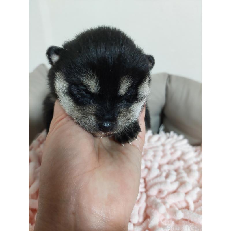 販売中の高知県の豆柴-439775の3枚目