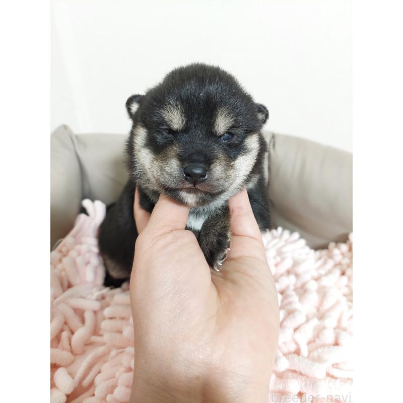 販売中の高知県の豆柴-439775の2枚目