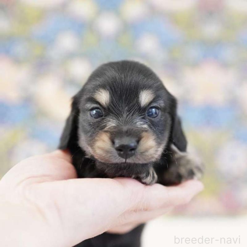 販売中の埼玉県のカニンヘンダックスフンド(ロングヘアード)-443384の1枚目