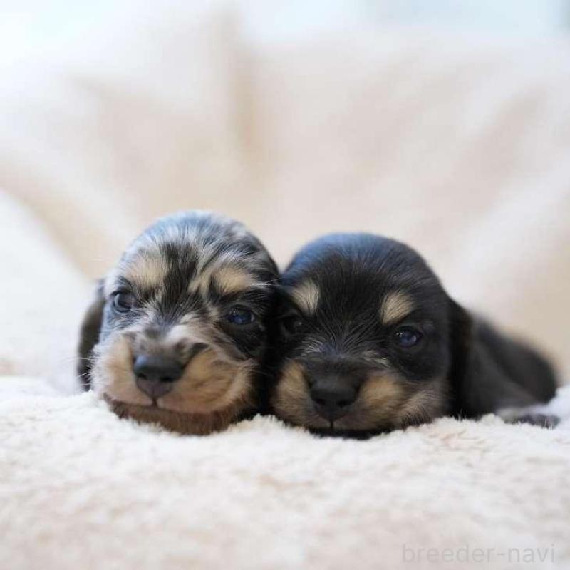 販売中の埼玉県のカニンヘンダックスフンド(ロングヘアード)-443384の4枚目