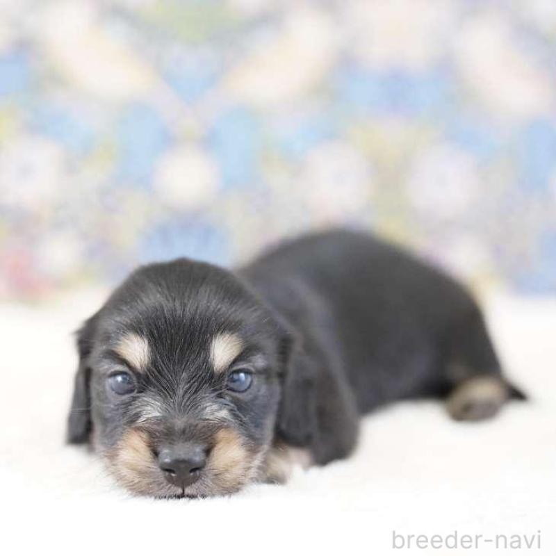 販売中の埼玉県のカニンヘンダックスフンド(ロングヘアード)-443384の3枚目