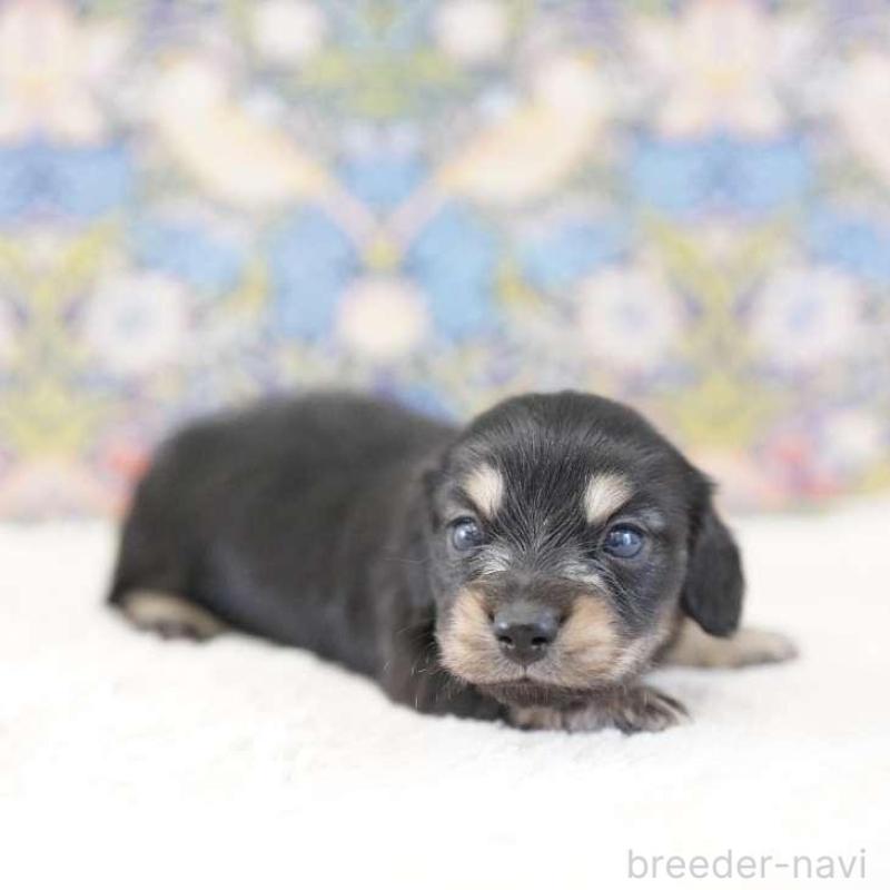 販売中の埼玉県のカニンヘンダックスフンド(ロングヘアード)-443384の2枚目