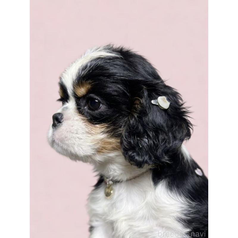 販売中の茨城県のキャバリアキングチャールズスパニエル-443385の1枚目