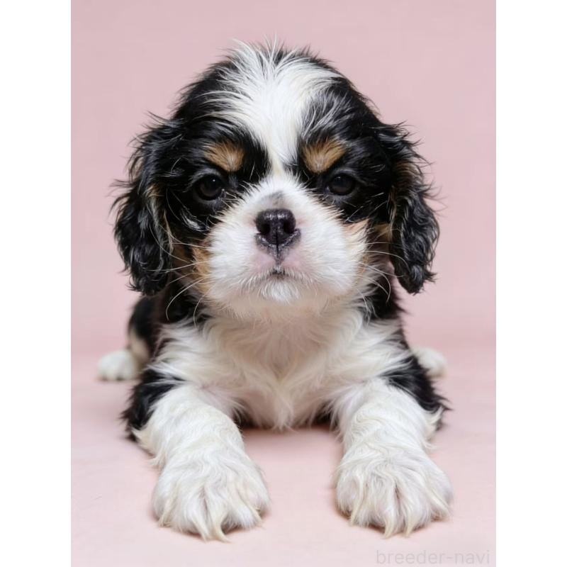 販売中の茨城県のキャバリアキングチャールズスパニエル-443385の2枚目