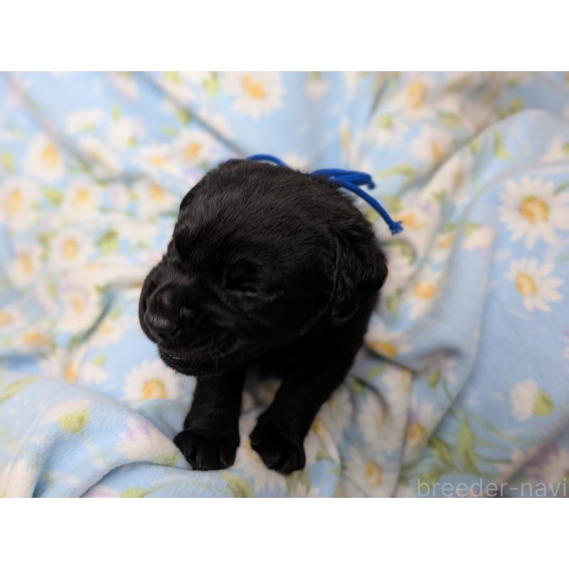 販売中の長野県のラブラドールレトリーバー-443211