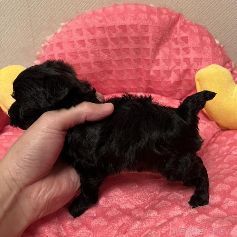 販売中の福岡県のヨープー:ヨークシャーテリア×トイプードル-443388の4枚目