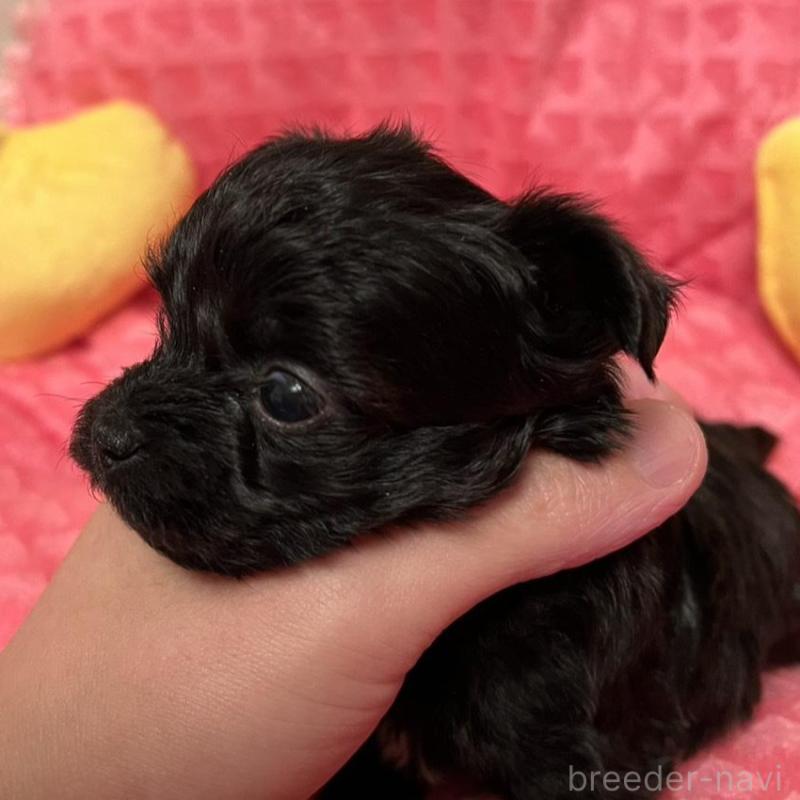 販売中の福岡県のヨープー:ヨークシャーテリア×トイプードル-443388の3枚目