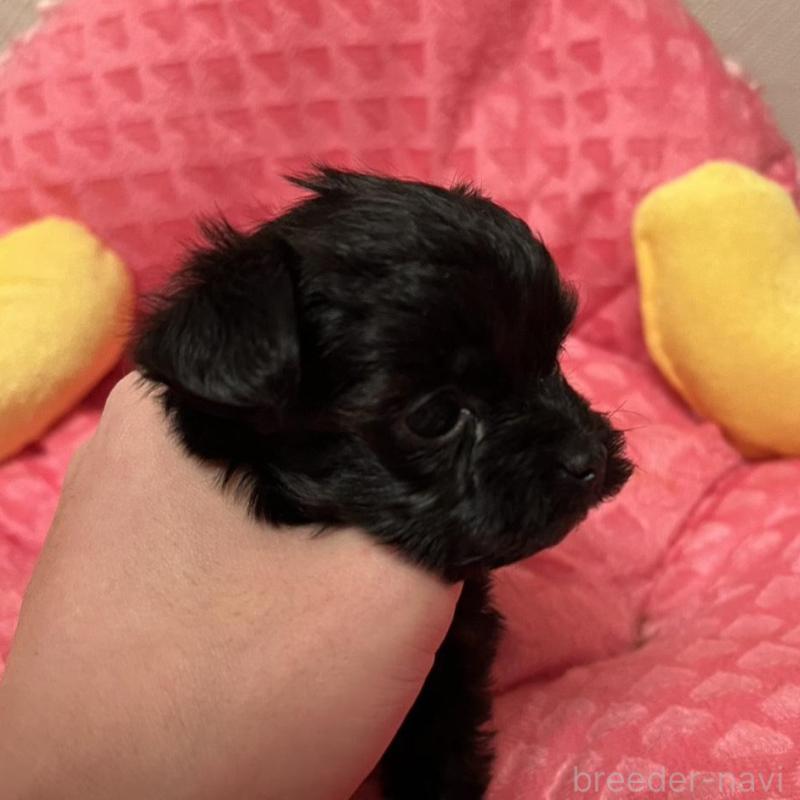 販売中の福岡県のヨープー:ヨークシャーテリア×トイプードル-443388の2枚目