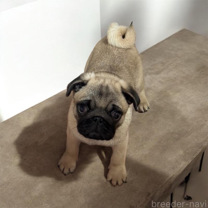 販売中の福井県のパグ-440121