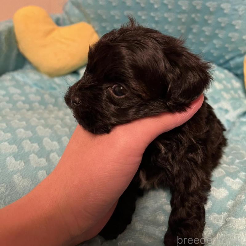 販売中の福岡県のヨープー:ヨークシャーテリア×トイプードル-443390の6枚目