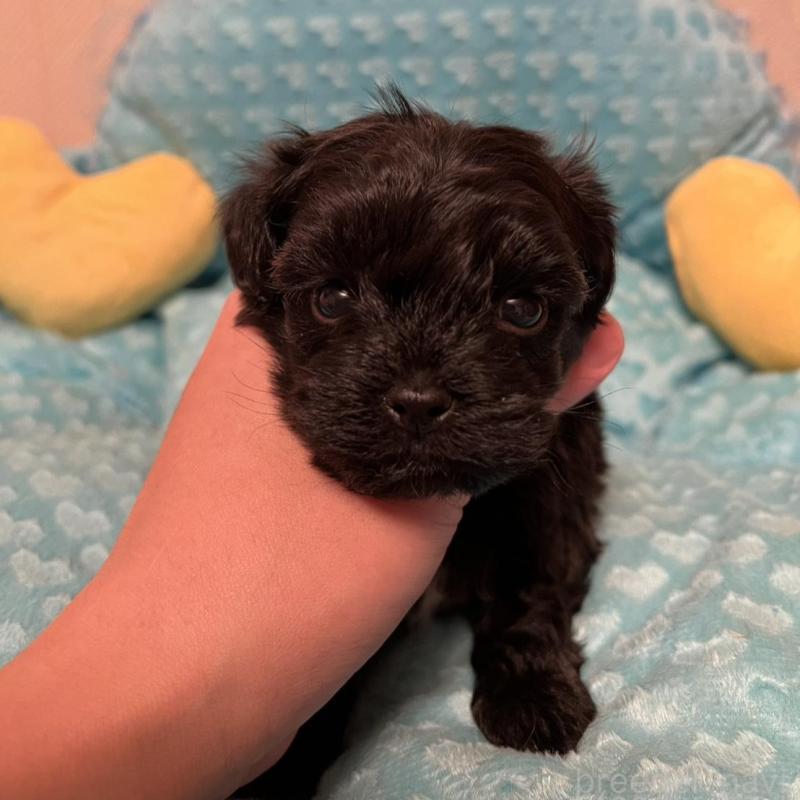 販売中の福岡県のヨープー:ヨークシャーテリア×トイプードル-443390の5枚目