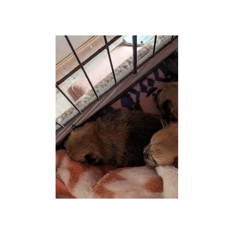 販売中の静岡県のポメラニアン-443391の4枚目