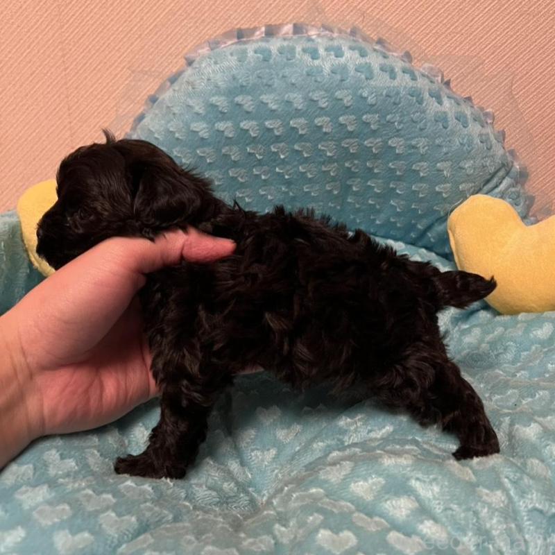 販売中の福岡県のヨープー:ヨークシャーテリア×トイプードル-443390の4枚目