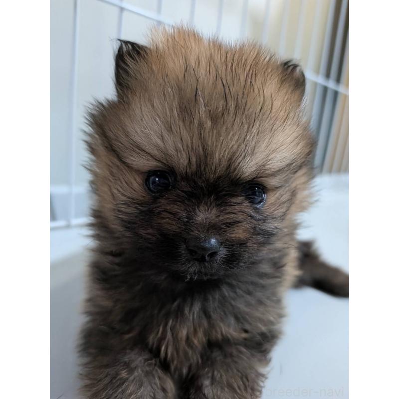 販売中の静岡県のポメラニアン-443391の2枚目