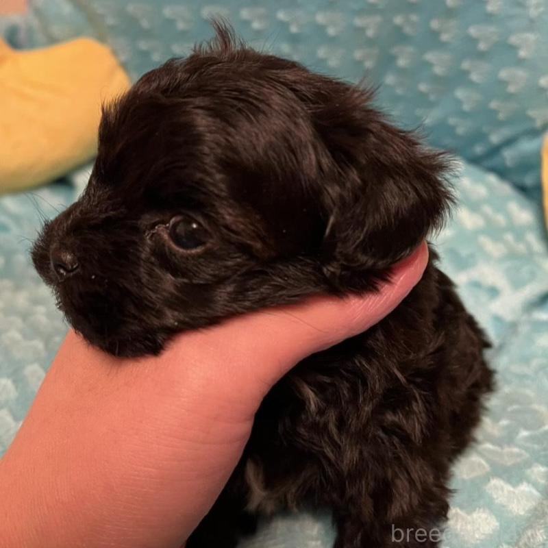 販売中の福岡県のヨープー:ヨークシャーテリア×トイプードル-443390の3枚目