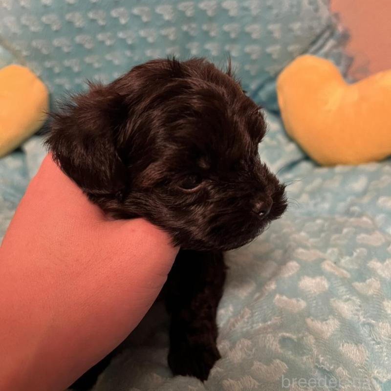 販売中の福岡県のヨープー:ヨークシャーテリア×トイプードル-443390の2枚目