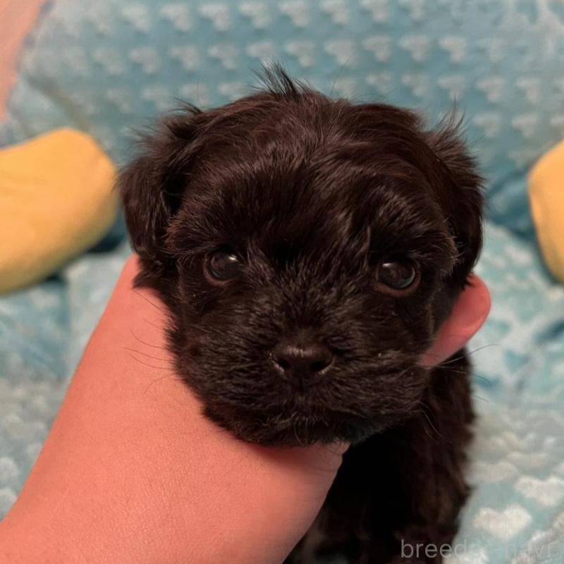 販売中の福岡県のヨープー:ヨークシャーテリア×トイプードル-443390