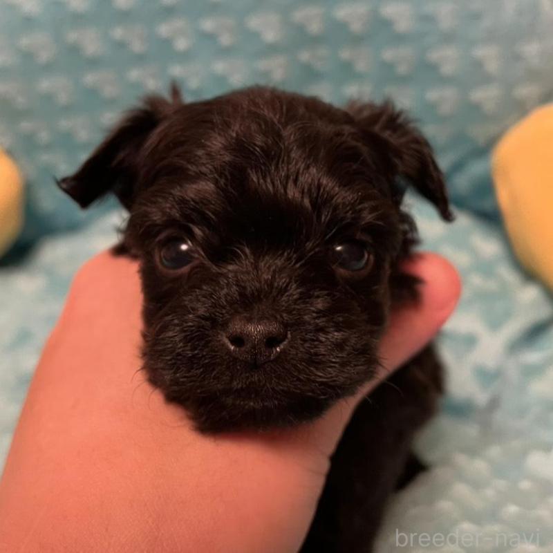 販売中の福岡県のヨープー:ヨークシャーテリア×トイプードル-443392