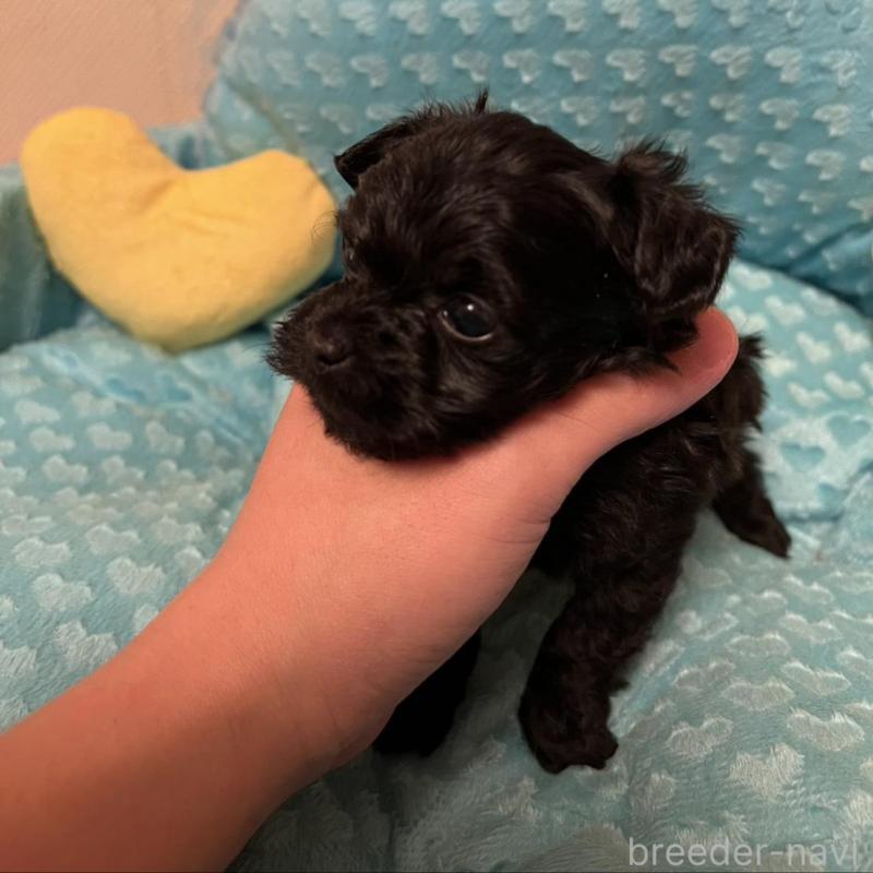 販売中の福岡県のヨープー:ヨークシャーテリア×トイプードル-443392の6枚目