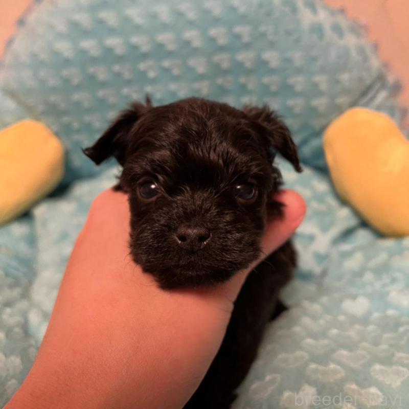 販売中の福岡県のヨープー:ヨークシャーテリア×トイプードル-443392の5枚目