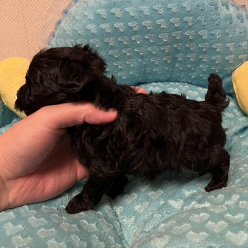 販売中の福岡県のヨープー:ヨークシャーテリア×トイプードル-443392の4枚目